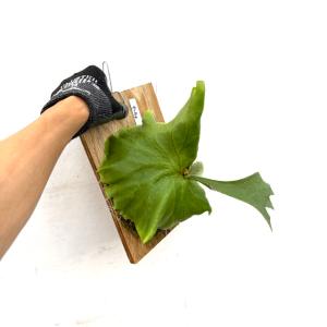 (現品) ビカクシダ キッチャクード (No....の詳細画像2