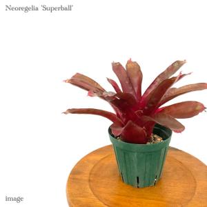 ネオレゲリア スーパーボール 4寸   (観葉植物 おしゃれ 壁掛け インテリア ミニ 小型 大型 吊り下げ 室内 タンクブロメリア Neoregelia 'Superball')