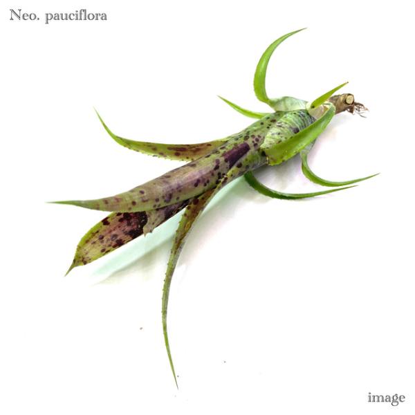 ネオレゲリア パウシフローラ カット苗   (観葉植物 おしゃれ 壁掛け インテリア ミニ 小型 吊...