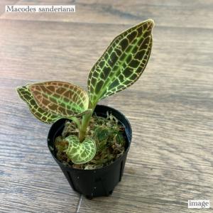 マコデス ジュエルオーキッド アネクトキルスロクスバーギー