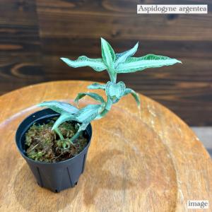 アネクトキルス 'ローズゴールド' 2寸 (ジュエルオーキッド 観葉植物