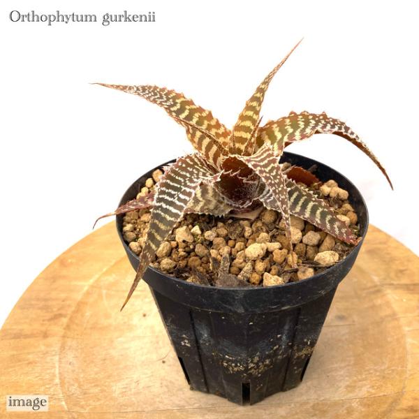 オルソフィツム グルケニー 4寸   (観葉植物 おしゃれ 壁掛け インテリア ミニ 小型 大型 吊...