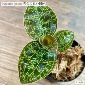 マコデス ペトラ 発色の良い個体 (ジュエルオ...の詳細画像1