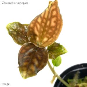 送料無料) ジュエルオーキッド おまかせ 5種 セット (宝石蘭 観葉植物