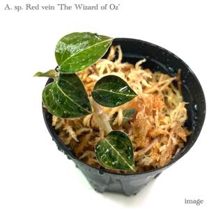 送料無料) ジュエルオーキッド おまかせ 5種 セット (宝石蘭 観葉植物