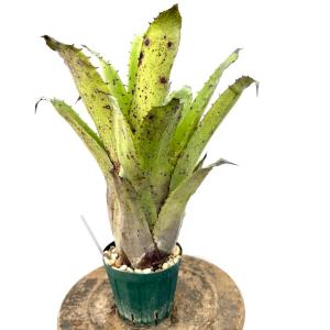 現品) ビルベルギア 'バニスファクター' (No.62589) (観葉植物