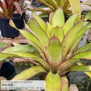 現品) ビルベルギア 'アリベラ' (No.62335) (観葉植物 おしゃれ 壁掛け