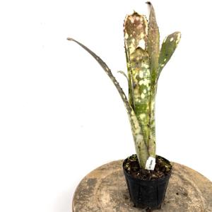 現品) ビルベルギア 'アリベラ' (No.62335) (観葉植物 おしゃれ 壁掛け