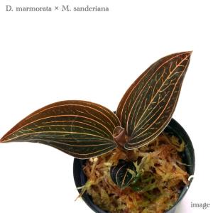 シストーチス ステノグロッサ (ジュエルオーキッド 宝石蘭 観葉植物