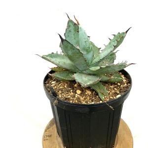 エアープランツ専門店B&L - アガベ（希少な観葉植物）｜Yahoo!ショッピング