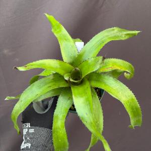 観葉植物）エクメア チャンティニー 'ブラックエボニー' 3．5〜4号