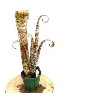 チャーム（charm） （観葉植物）ビルベルギア カサブランカ 4号（1