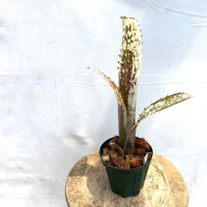 現品) ビルベルギア 'ノベナ' (No.62344) (観葉植物 おしゃれ 壁掛け