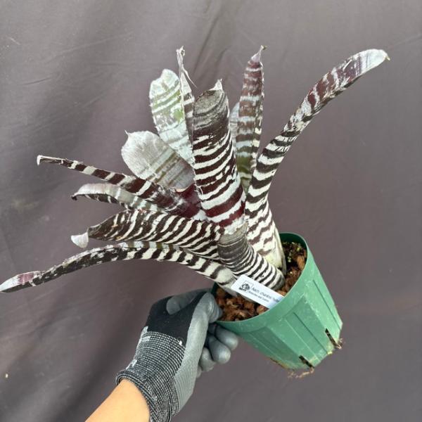 (現品) エクメア チャンティニー 交配 (No.62105)   (観葉植物 おしゃれ 壁掛け イ...