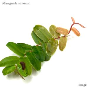 シストーチス ステノグロッサ (ジュエルオーキッド 宝石蘭 観葉植物