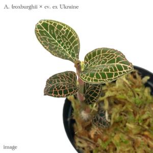 シストーチス ステノグロッサ (ジュエルオーキッド 宝石蘭 観葉植物
