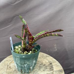 現品) ビルベルギア 'ラヴィアンローズ' (No.62494) (観葉植物
