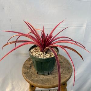 現品) ケスネリア 'ラファエルオリベイラ' (No.62395) (観葉植物