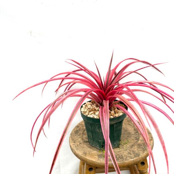 (現品) シンコレゲリア 'アウトレイジャス' (No.62233) (タンクブロメリア 属間交配 ...