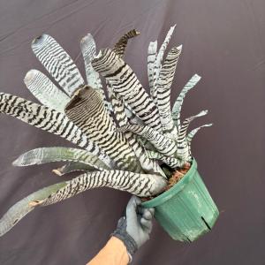 観葉植物）エクメア チャンティニー 'ブラックエボニー' 3．5〜4号