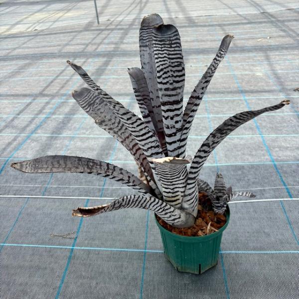 (現品) エクメア チャンティニー 交配 (No.62248) (観葉植物 おしゃれ 壁掛け インテ...