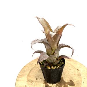 現品) クリプタンサス 'リサ ビンザント' (No.62528) (観葉植物