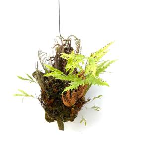 現品) アグラオモルファ メイニアナ クレステッド (No.62131) (観葉