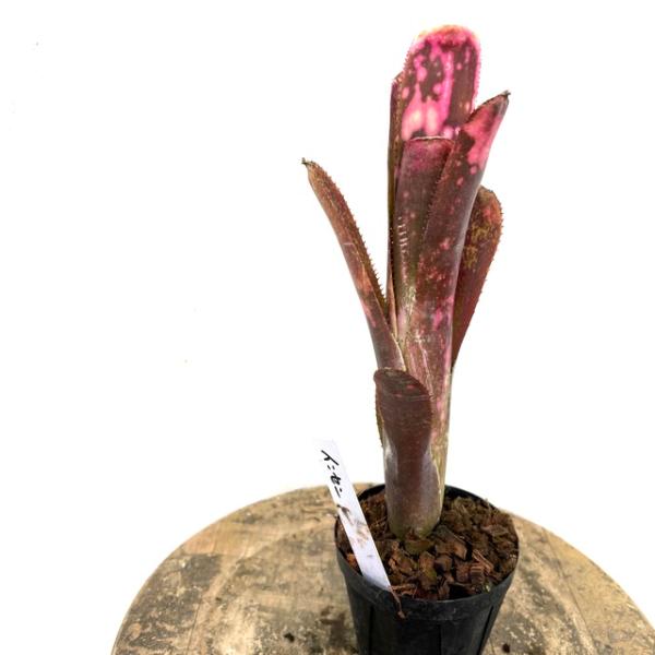 (現品) ビルベルギア 'インセンディアリー デライト' (No.62269) (観葉植物 おしゃれ...