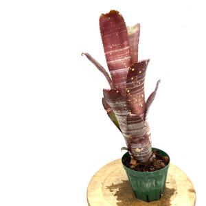 現品) ビルベルギア ビッタータ 'ドミンゴスマーティンス' (No.62090