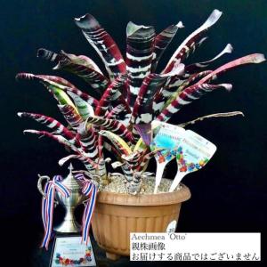 観葉植物）エクメア チャンティニー 'ブラックエボニー' 3．5〜4号