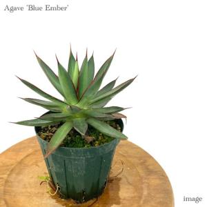 エアープランツ専門店B&L - アガベ（希少な観葉植物）｜Yahoo!ショッピング