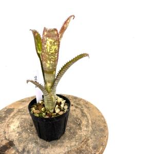 現品) ビルベルギア 'ノベナ' (No.62344) (観葉植物 おしゃれ 壁掛け