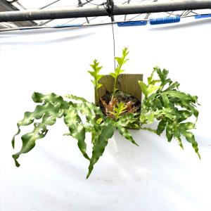 シダ植物 観葉植物：ドリナリア クエルシフォリア*4号吊り鉢 : 遊恵