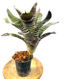 観葉植物）一点物 ビルベルギア ビッタータ 'ドミンゴス マーティンス