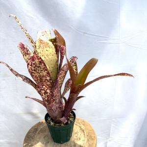 現品) ビルベルギア 'ノベナ' (No.62344) (観葉植物 おしゃれ 壁掛け