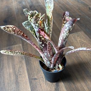 現品) ビルベルギア ビッタータ 'ドミンゴスマーティンス' (No.62090