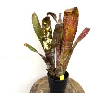 現品) ビルベルギア 'バニスファクター' (No.62589) (観葉植物