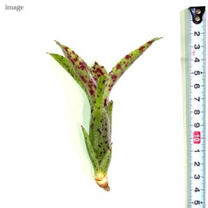 ネオレゲリア チアーズ カット苗 (観葉植物 ...の詳細画像1