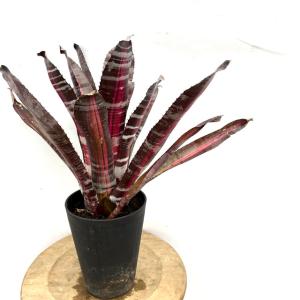 チャーム（ペット） （観葉植物）一点物 エクメア ムルフォーディ