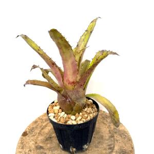 現品) ケスネリア 'ラファエルオリベイラ' (No.62395) (観葉植物