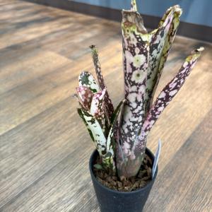 観葉植物 鉢花 苗：バンクシア ロブル*スワンプバンクシア ロブール 6