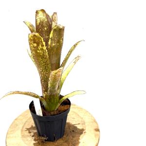 現品) ビルベルギア ビッタータ 'ドミンゴスマーティンス' (No.62090