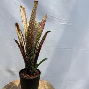 現品) ビルベルギア 'アリベラ' (No.62335) (観葉植物 おしゃれ 壁掛け