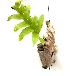 シダ植物 観葉植物：ドリナリア クエルシフォリア プーンサック*5号