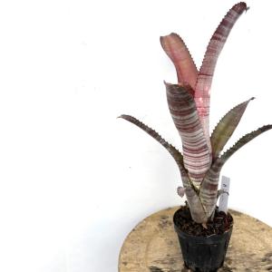 現品) ビルベルギア 'オビワン' (No.62405) (観葉植物 おしゃれ 壁掛け