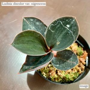 アスピドギネ アルゲンティア (ジュエルオーキッド 宝石蘭 観葉植物