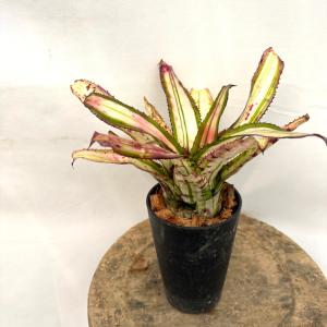 現品) ビルベルギア 'ノベナ' (No.62344) (観葉植物 おしゃれ 壁掛け