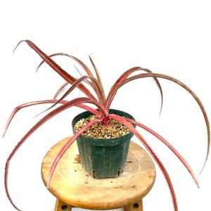 現品) ビルベルギア ビッタータ 'ドミンゴスマーティンス' (No.62090