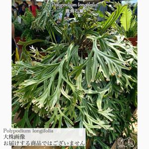 現品) アグラオモルファ メイニアナ クレステッド (No.62131) (観葉