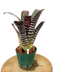 現品) エクメア チャンティニー 交配 (No.62248) (観葉植物 おしゃれ